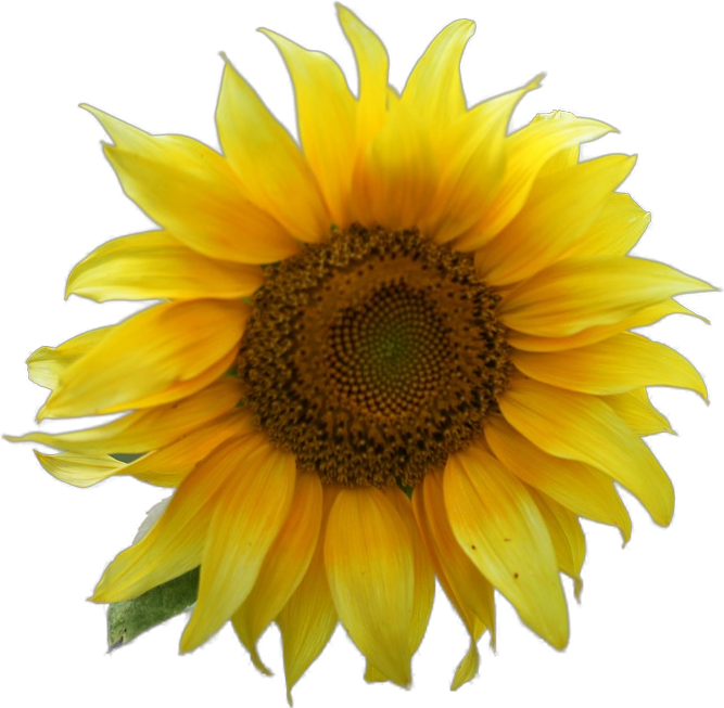 Photo of Sunflower